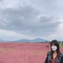 직지사천 | 대구 근처, 김천 강변공원 핑크뮬리 군락지에서 인생샷 후기