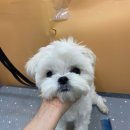 항상,예쁘개 이미지