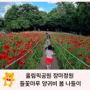 올림픽공원 장미광장 및 들꽃마루 양귀비 개화현황 꽃나들이 추천