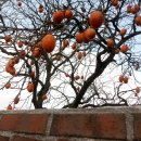 꿈동산공인중개사사무소 이미지