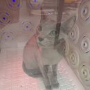 알았당개 이미지