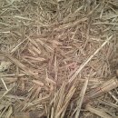 cuba cane sugar 농장 방문. 이미지