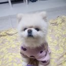 휴먼아이케어 이미지