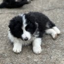 일명농장 이미지