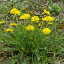 꽃민들레 이미지