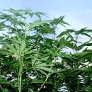 대마경로당 이미지