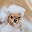 수 애견미용 | 털이 이렇게 부드러워질 수 있나요? 몽라인 애견미용 후기