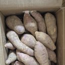 #광고 싱싱농부마켓해남 꿀고구마(베니하루카) 솔직 후기