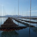 완도5호 이미지