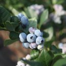 라원농장 이미지