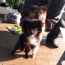 언니언니김밥 이미지