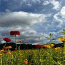 산소카폐 청송정원 (1) | 청송 여행 추천 | "산소카페 청송정원" 개화시기 포토존 가족여행 방문후기