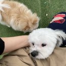 멍뭉이 쌀롱 이미지