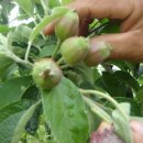 보람 농원 이미지