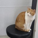 솔샘 동물병원 이미지