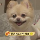 동물농장 Daum카페