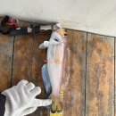 파랑도호 | 제주도 성산포항 참돔 배낚시 후기(파랑도호)