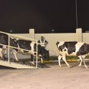 도하목장 이미지