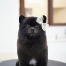 스위프트살롱 이미지