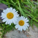 평택토종닭 이미지