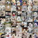 타이니켄넬 | 테디말티푸분양 "망고"왕자님을 소개해요 ㅣ 테디말티푸분양전문