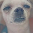 도니족발 이미지