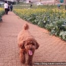 보담펫 이미지