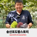 생생정보통 수확의달인 송산포도 택배 주문 농장 <b>주소</b> 송산<b>팜</b>스토리