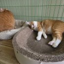 금동이네 이미지