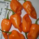 하바네로 Daum카페