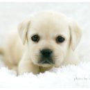 건강한 강아지 이미지