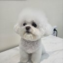 엘레멍스 이미지