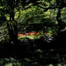 선운사꽃무릇 이미지