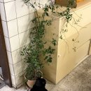 신탄진동로 23번길 | 대전 신탄진 카페 을축 내돈내산 후기｜고양이 4마리 있는 한옥 카페