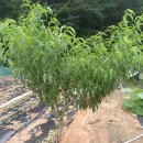 풍년농장 이미지