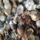 초일농장 이미지