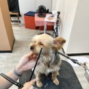 위즈펫살롱 이미지