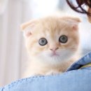 성남분당고양이도레미캣