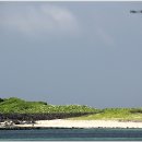 문주란 자생지 이미지