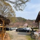 공주애견