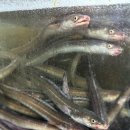 신가문구센터 | 창원 가음동 가음정시장 장어 꼼장어 맛집, 조대장