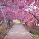 문래리(하동) 제방 화장실 | 벚꽃 가고 오는 겹벚꽃 여행 명소 3곳 (개화시기, 주차팁, 현장후기)