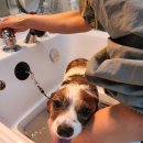 낭만왈왈이 이미지