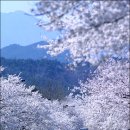 내년 봄에 속초에서 벚꽃축제를 즐기는건 어떨까여~설악산가는길~!^^* 이미지