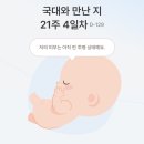 (주)신정푸드 | #5) 임신 중기 | 14주차~27주차