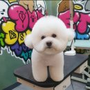 도그핏애견샵 이미지