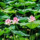 봉담호수공원 이미지