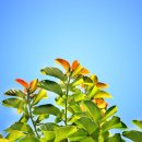 삼형제김밥 이미지