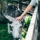 플라테로(platero)