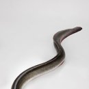 힘솟는짱어 이미지